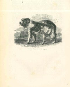 Le chien - Lithographie originale de Paul Gervais - 1854