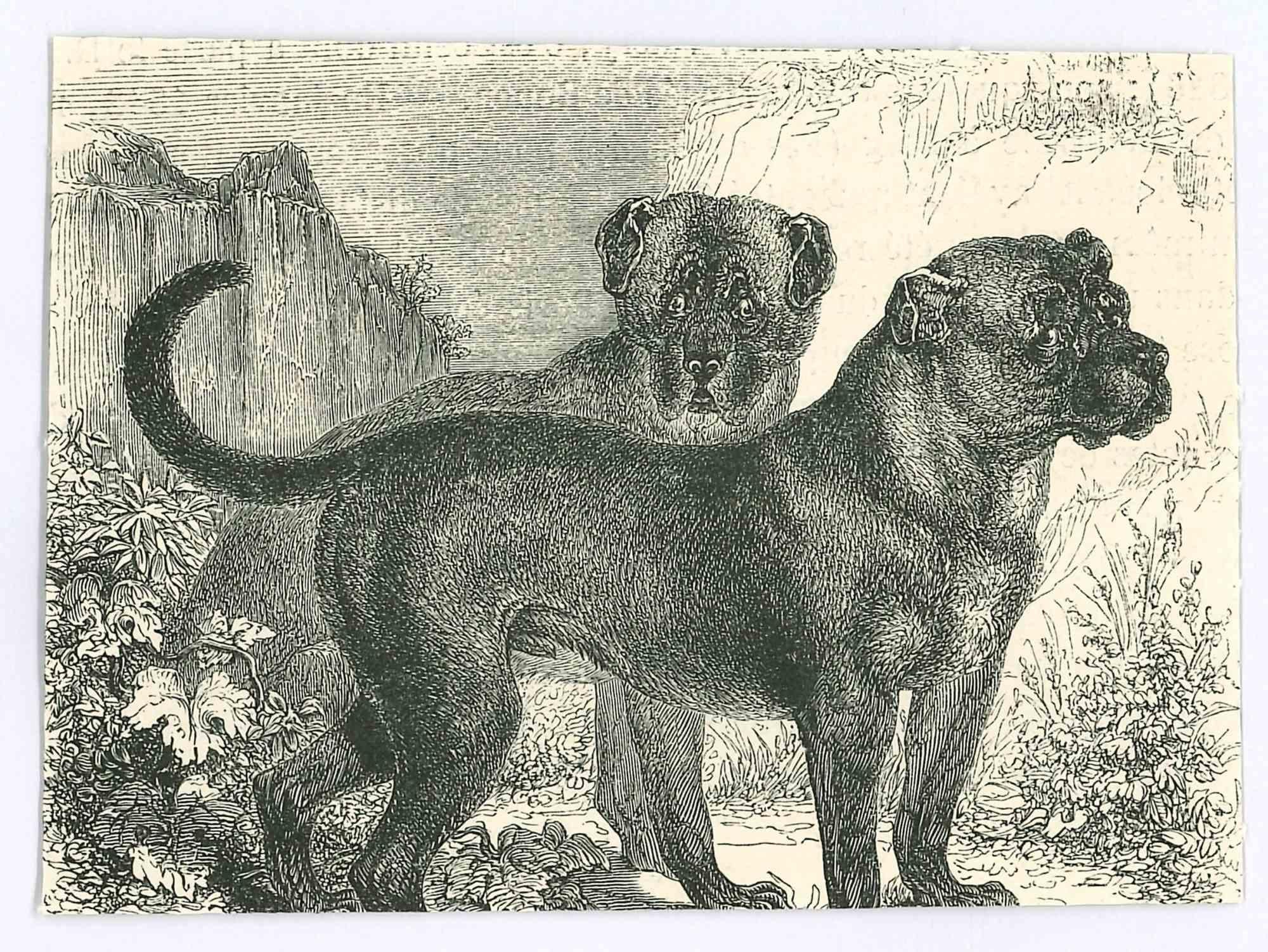 The Dogs - Original Lithograph by Paul Gervais - 1854