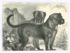 Les chiens - Lithographie originale de Paul Gervais - 1854