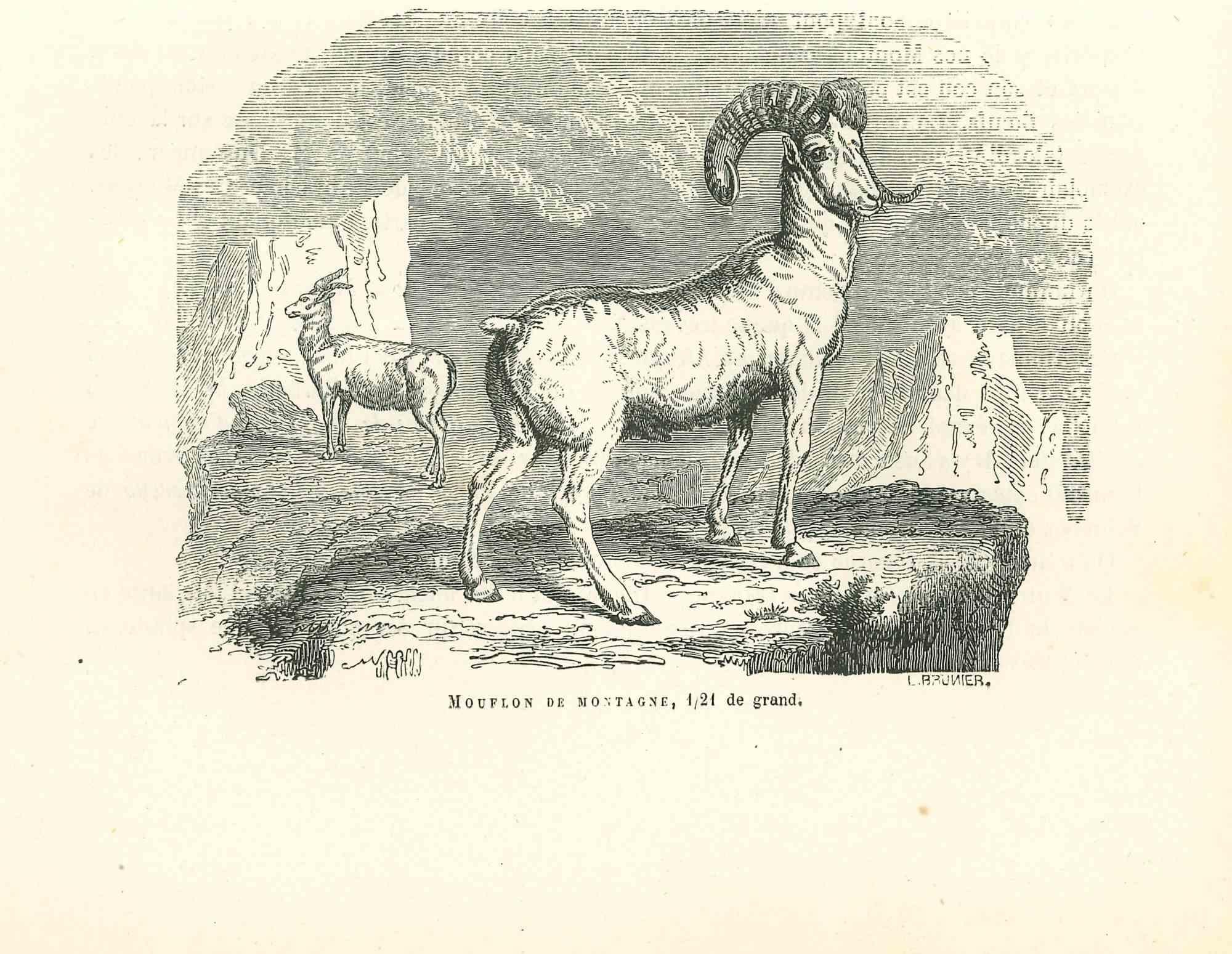 The Goat - Original Lithograph by Paul Gervais - 1854