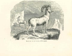The Goat - Original Lithograph by Paul Gervais - 1854