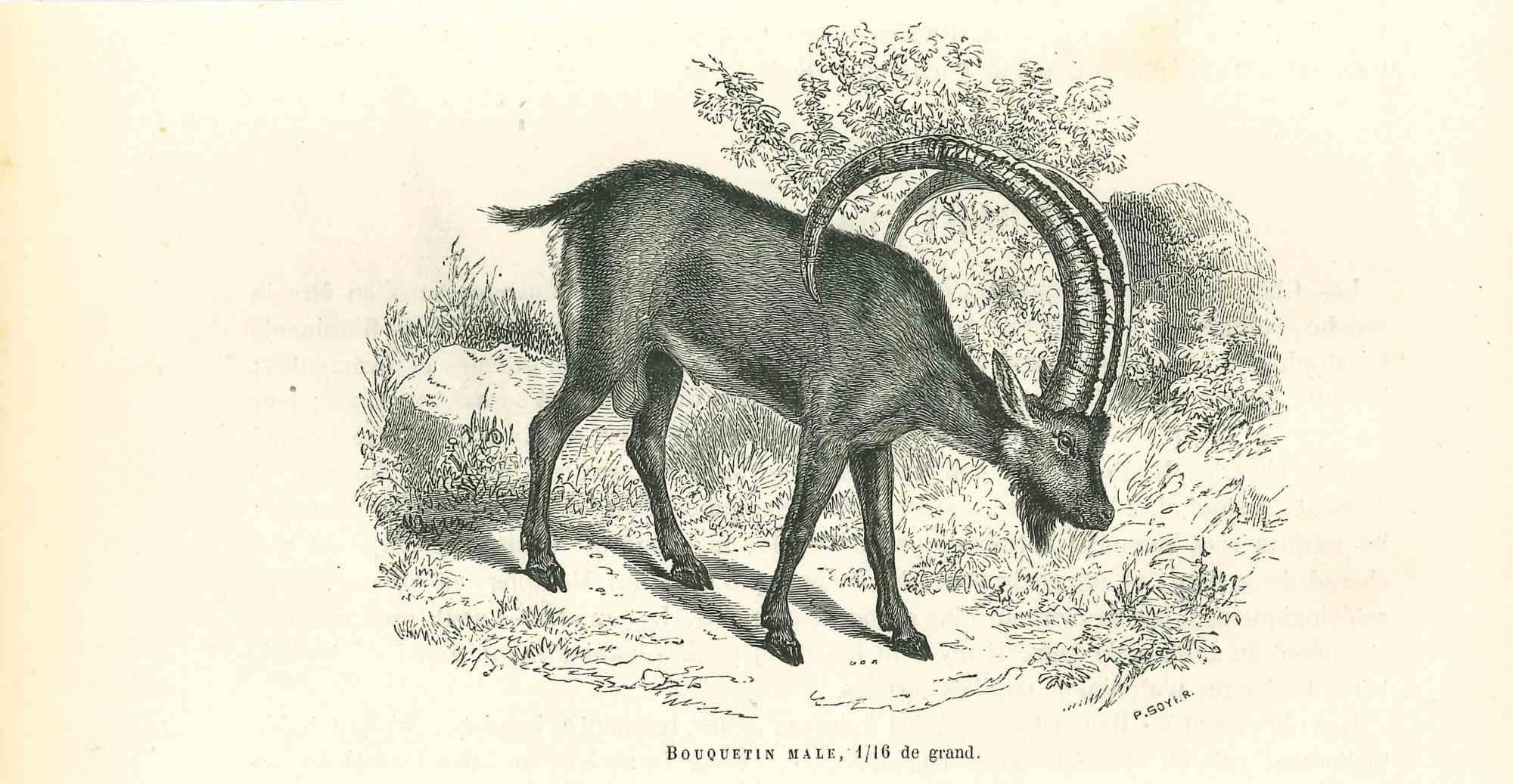 La Chèvre est une lithographie originale sur papier ivoire, réalisée par Paul Gervais (1816-1879). L'œuvre est tirée de la série "Les Trois Règnes de la Nature", et a été publiée en 1854.

Bonnes conditions.

Titre sur la partie inférieure. Avec les
