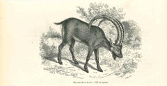 Antique The Goat - Original Lithograph by Paul Gervais - 1854