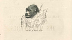 Die Gorilla - Lithographie von Paul Gervais - 1854
