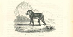 The Gorilla - Original Lithograph by Paul Gervais - 1854