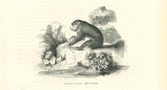 La Gorilla - Lithographie originale de Paul Gervais - 1854