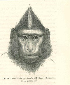 La Gorilla - Lithographie de Paul Gervais - 1854