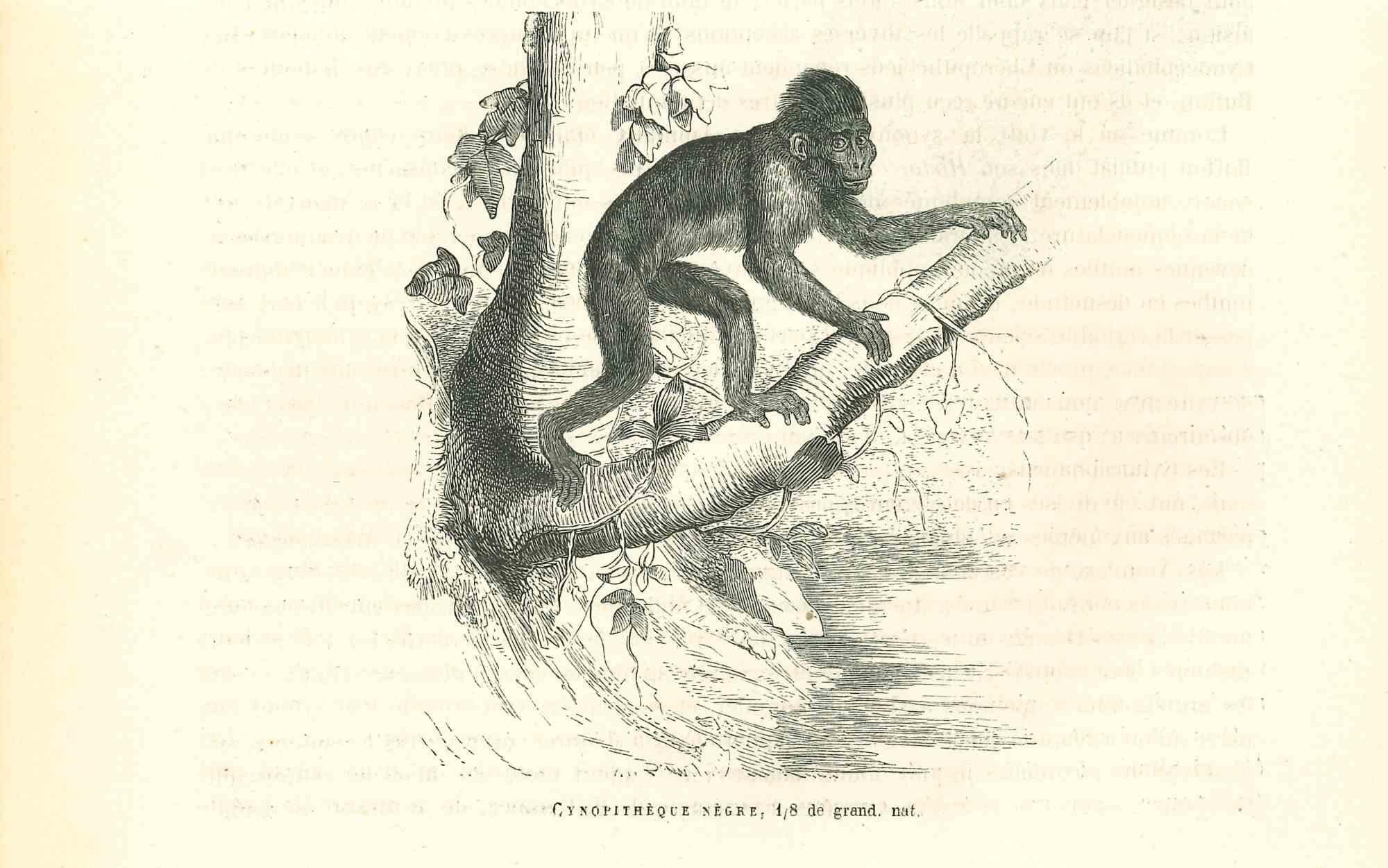 The Gorilla is an original lithograph on ivory-colored paper, realized by Paul Gervais (1816-1879). The artwork is from The Series of "Les Trois Règnes de la Nature", and was published in 1854.

Good conditions.

Titled on the lower. With the notes