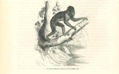 La Gorilla - Lithographie originale de Paul Gervais - 1854