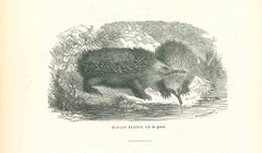 Antique The Hedgehogs - Original Lithograph by Paul Gervais - 1854