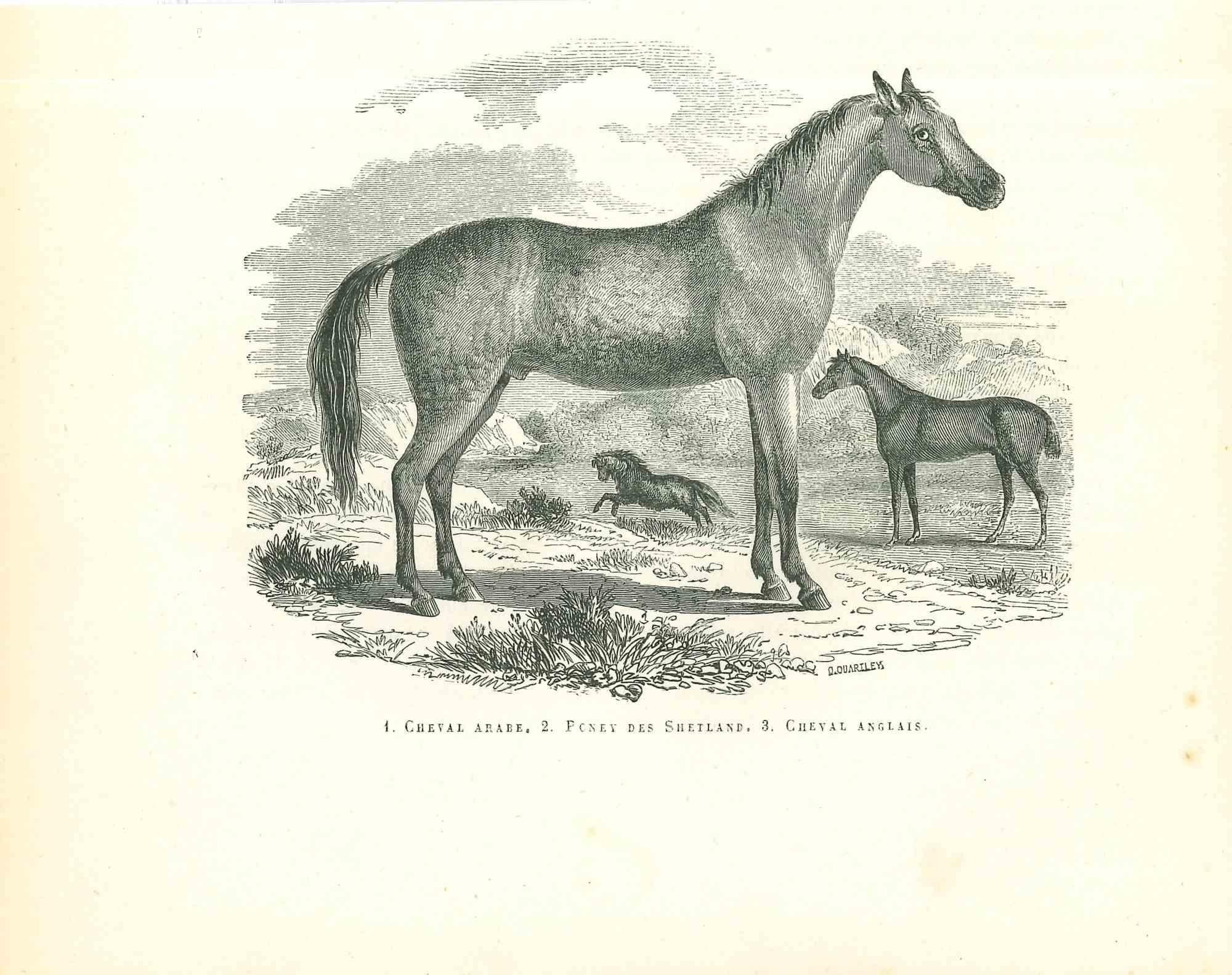 The Horse is an original lithograph on ivory-colored paper, realized by Paul Gervais (1816-1879). The artwork is from The Series of "Les Trois Règnes de la Nature", and was published in 1854.

Good conditions.

Titled on the lower. With the notes on