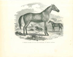 Antique The Horse - Original Lithograph by Paul Gervais - 1854