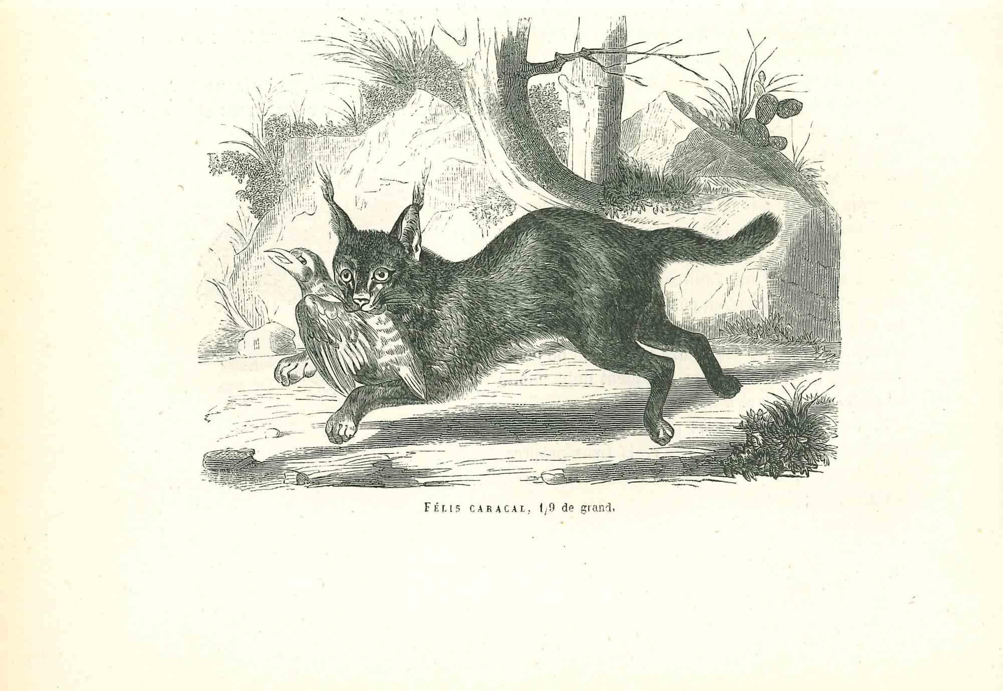 The Hunting Cat is an original lithograph on ivory-colored paper, realized by Paul Gervais (1816-1879). The artwork is from The Series of "Les Trois Règnes de la Nature", and was published in 1854.

Good conditions.

Titled on the lower. With the
