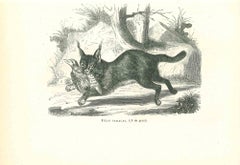 Le chat de chasse - Lithographie originale de Paul Gervais - 1854