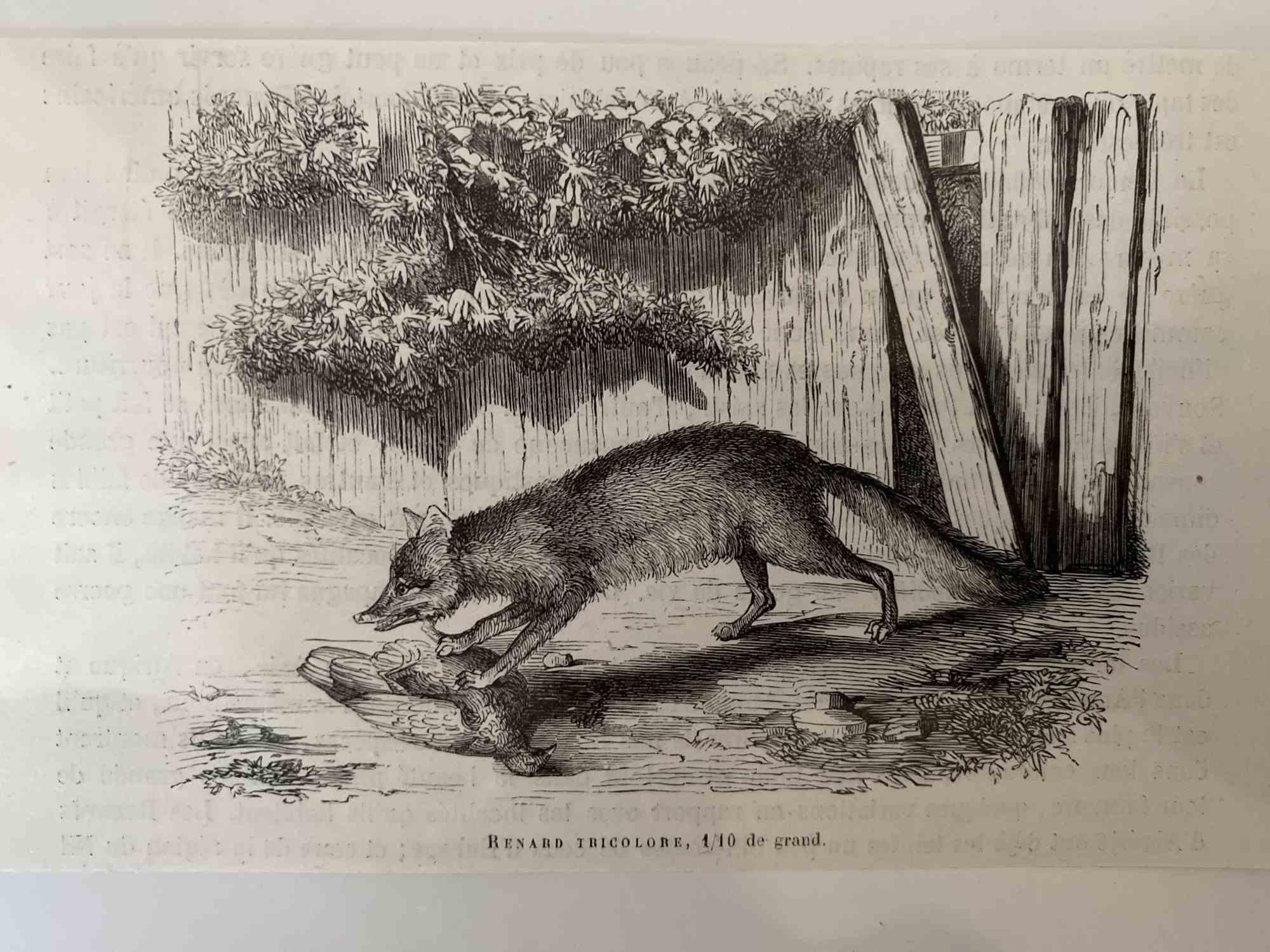 The Hunting Fox - Lithograph by Paul Gervais - 1854