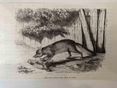 The Hunting Fox - Original Lithograph by Paul Gervais - 1854