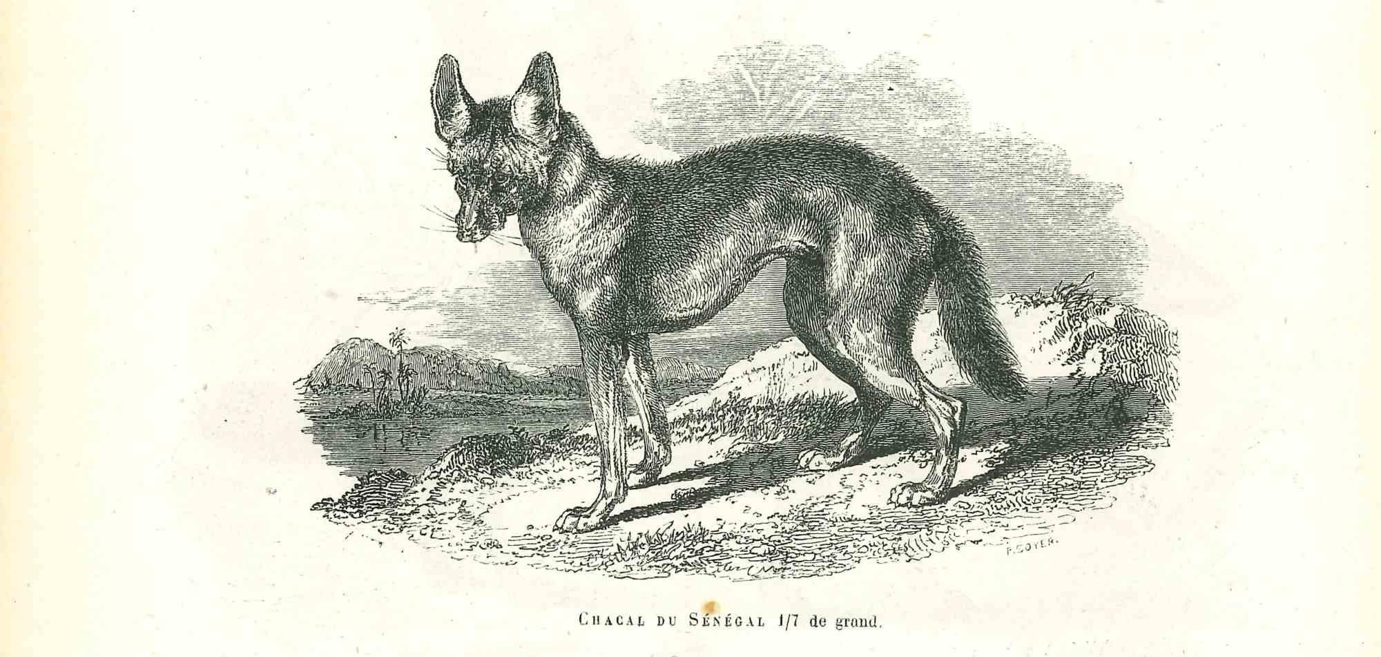 Lo Sciacallo è una litografia originale su carta color avorio, realizzata da Paul Gervais (1816-1879). L'opera è tratta dalla serie "Les Trois Règnes de la Nature" ed è stata pubblicata nel 1854.

Buone condizioni.

Titolato in basso. Con un'altra