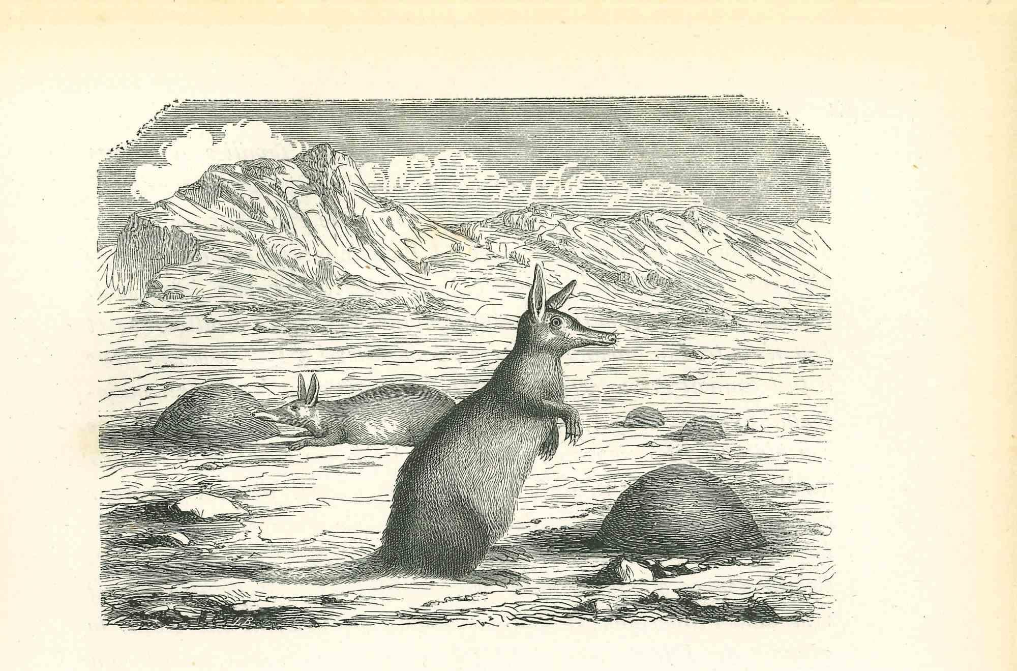 The Kangaroos is an original lithograph on ivory-colored paper, realized by Paul Gervais (1816-1879). The artwork is from The Series of "Les Trois Règnes de la Nature", and was published in 1854.

Good conditions.

With the notes on the rear.

The