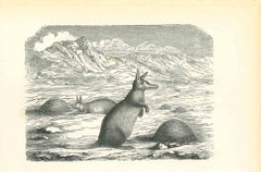 Lithographie "Die Kangaroos" von Paul Gervais, 1854
