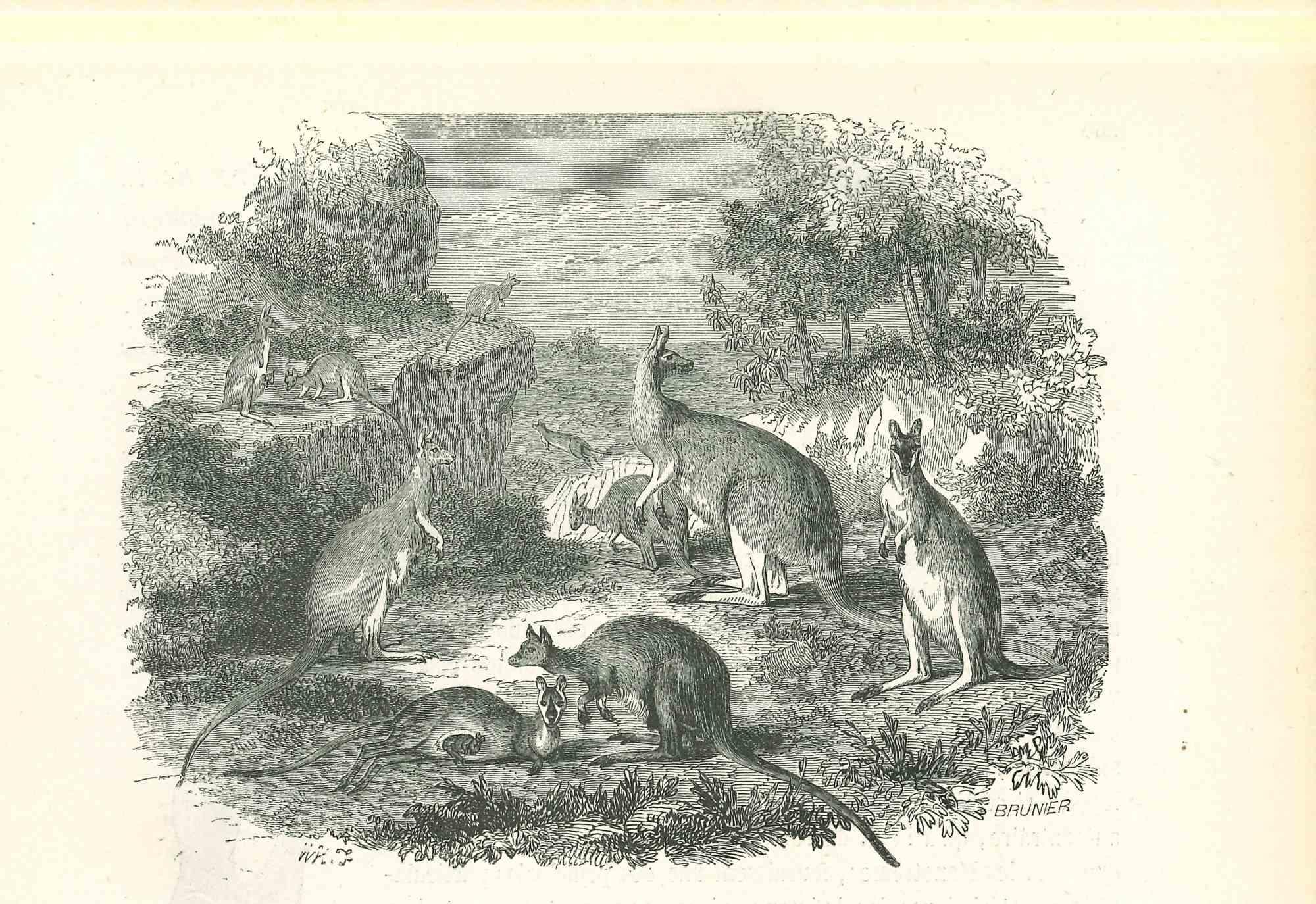 The Kangaroos - Original Lithograph by Paul Gervais - 1854