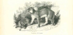 Antique The Lion - Lithograph by Paul Gervais - 1854