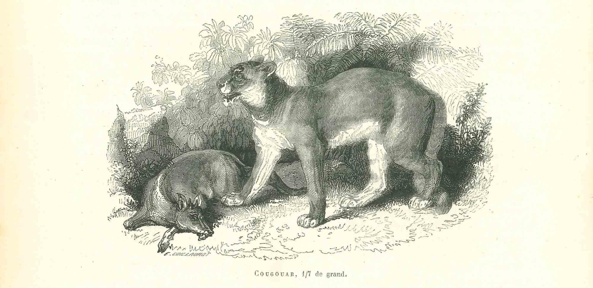El León es una litografía original sobre papel de color marfil, realizada por Paul Gervais (1816-1879). La obra pertenece a la serie de "Les Trois Règnes de la Nature", y fue publicada en 1854.

Buenas condiciones.

Titulado en la parte inferior.