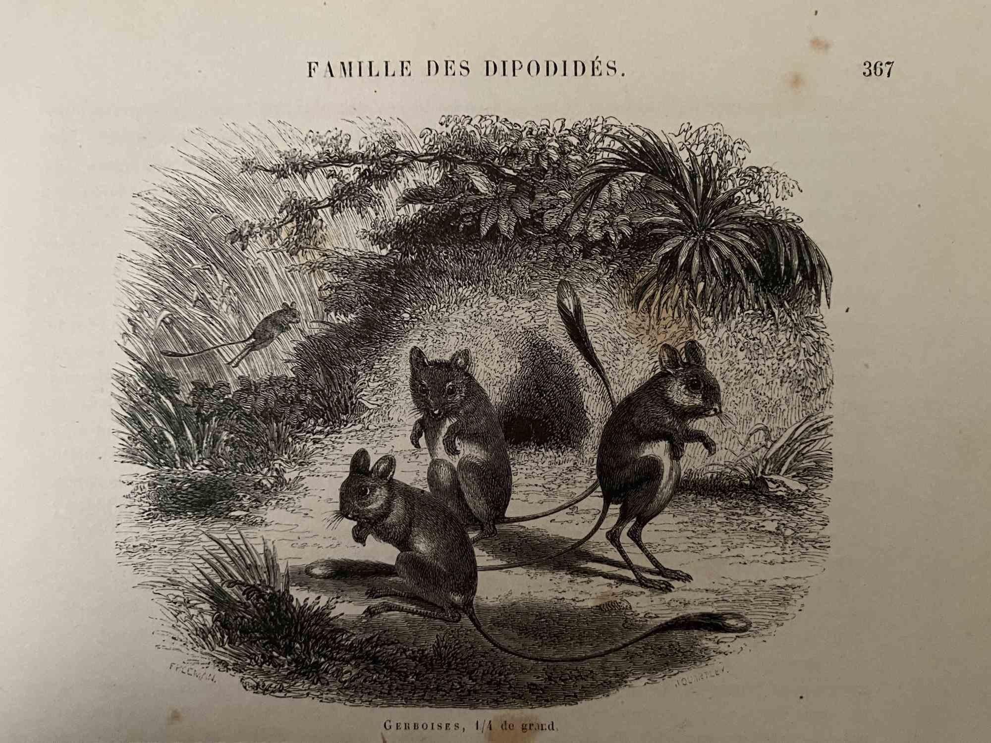 The Little Mouses is an original lithograph on ivory-colored paper, realized by Paul Gervais (1816-1879). The artwork is from The Series of "Les Trois Règnes de la Nature", and was published in 1854.

Good conditions.

Titled on the lower. With the