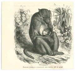 The Milking Monkey - Lithograph by Paul Gervais - 1854