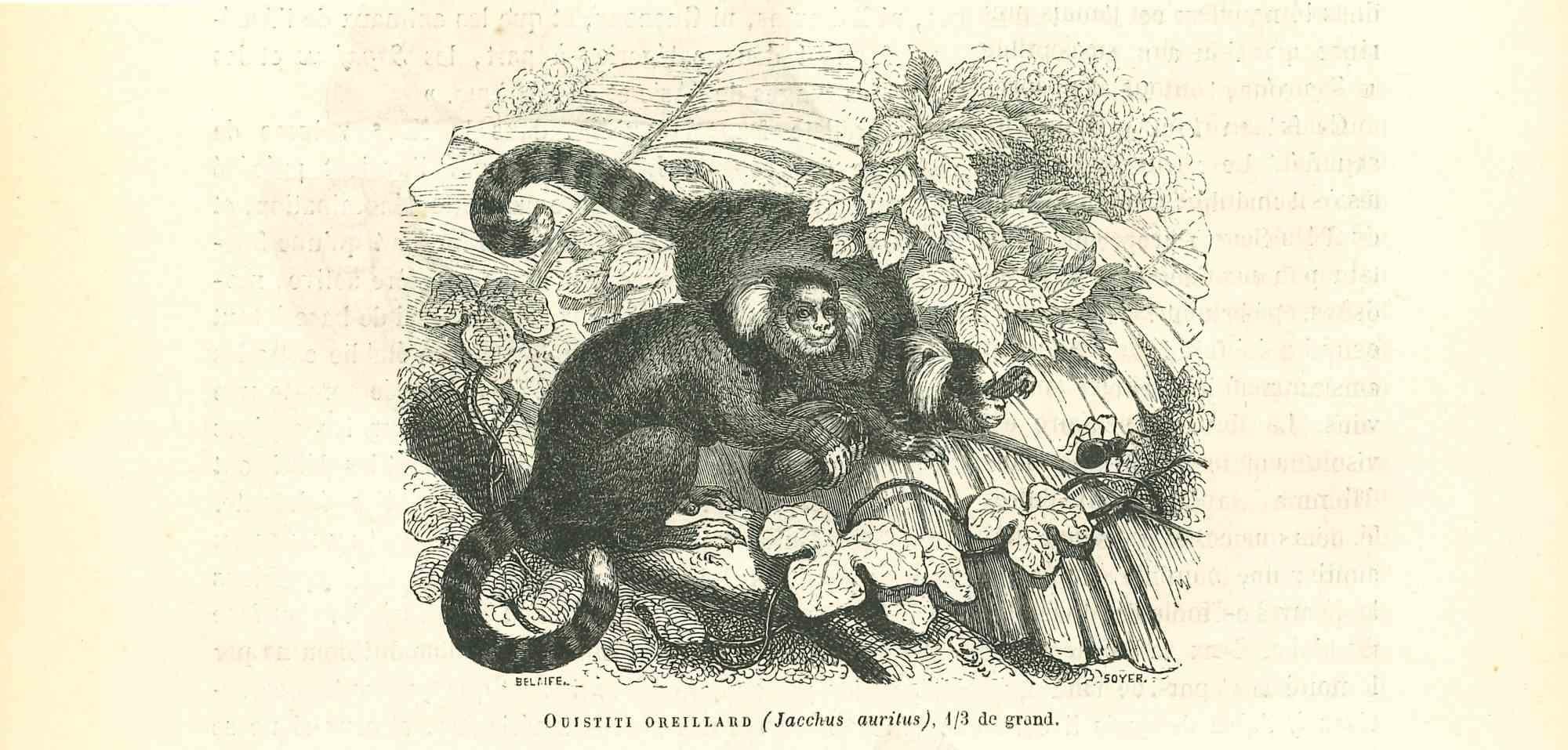 The Monkey is a lithograph on ivory-colored paper, realized by Paul Gervais (1816-1879). The artwork is from The Series of "Les Trois Règnes de la Nature", and was published in 1854.

Good conditions.

Titled on the lower. With the notes on the