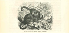 Le singe - Lithographie de Paul Gervais - 1854