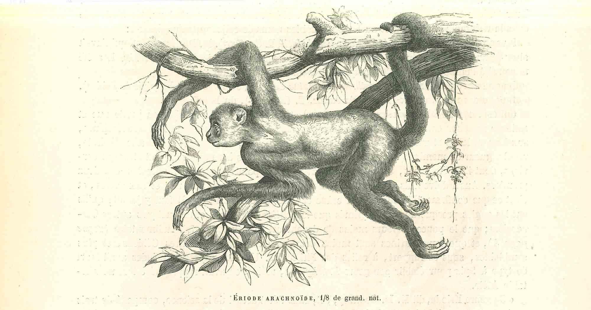 Le singe  Sur l'arbre est une lithographie originale sur papier couleur ivoire, réalisée par Paul Gervais (1816-1879). L'œuvre est tirée de la série "Les Trois Règnes de la Nature", et a été publiée en 1854.

Bonnes conditions.

Titré sur le bas.