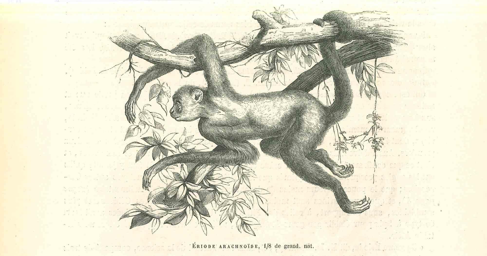 The Monkey  On The Tree is an original lithograph on ivory-colored paper, realized by Paul Gervais (1816-1879). The artwork is from The Series of "Les Trois Règnes de la Nature", and was published in 1854.

Good conditions.

Titled on the lower.