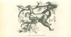 Antique The Monkey  On The Tree - Original Lithograph by Paul Gervais - 1854