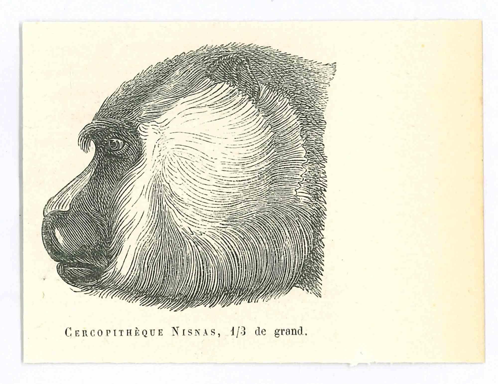 La Scimmia è una litografia originale su carta color avorio, realizzata da Paul Gervais (1816-1879). L'opera è tratta dalla serie "Les Trois Règnes de la Nature" ed è stata pubblicata nel 1854.

Buone condizioni.

Titolato in basso. Con le note sul