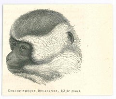 Der Affen – Originallithographie von Paul Gervais – 1854