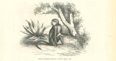 The Monkey - Lithograph by Paul Gervais - 1854