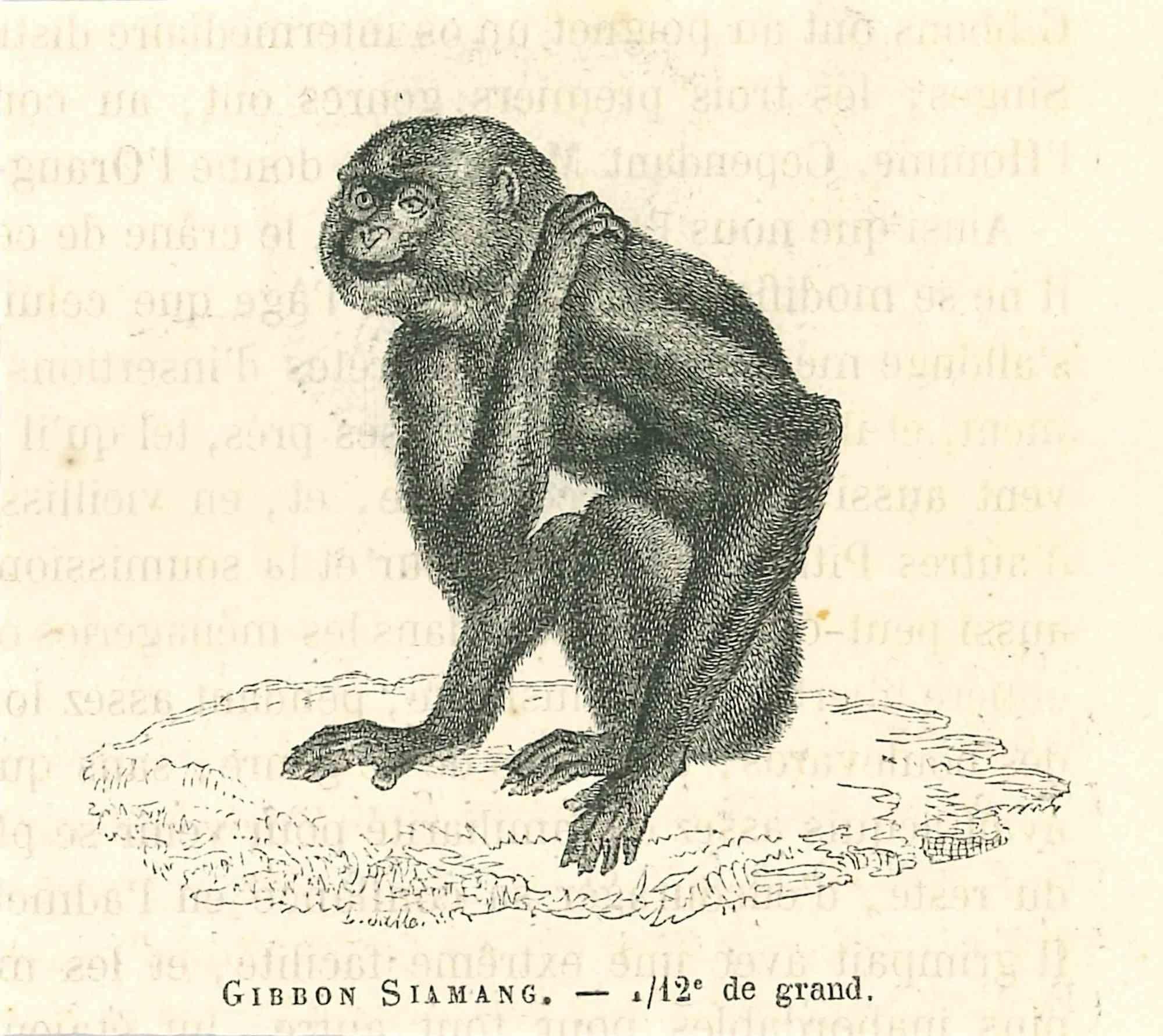 The Monkey - Lithograph by Paul Gervais - 1854