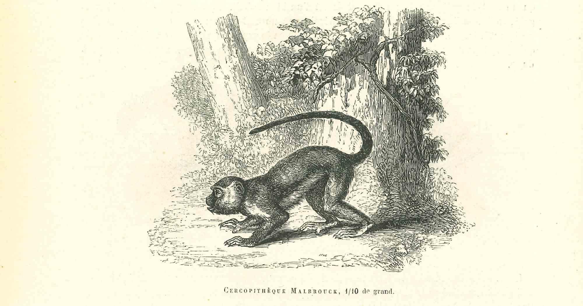 Paul Gervais  Animal Print – The Monkey – Lithographie von Paul Gervais, 1854