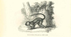 Le singe - Lithographie de Paul Gervais - 1854
