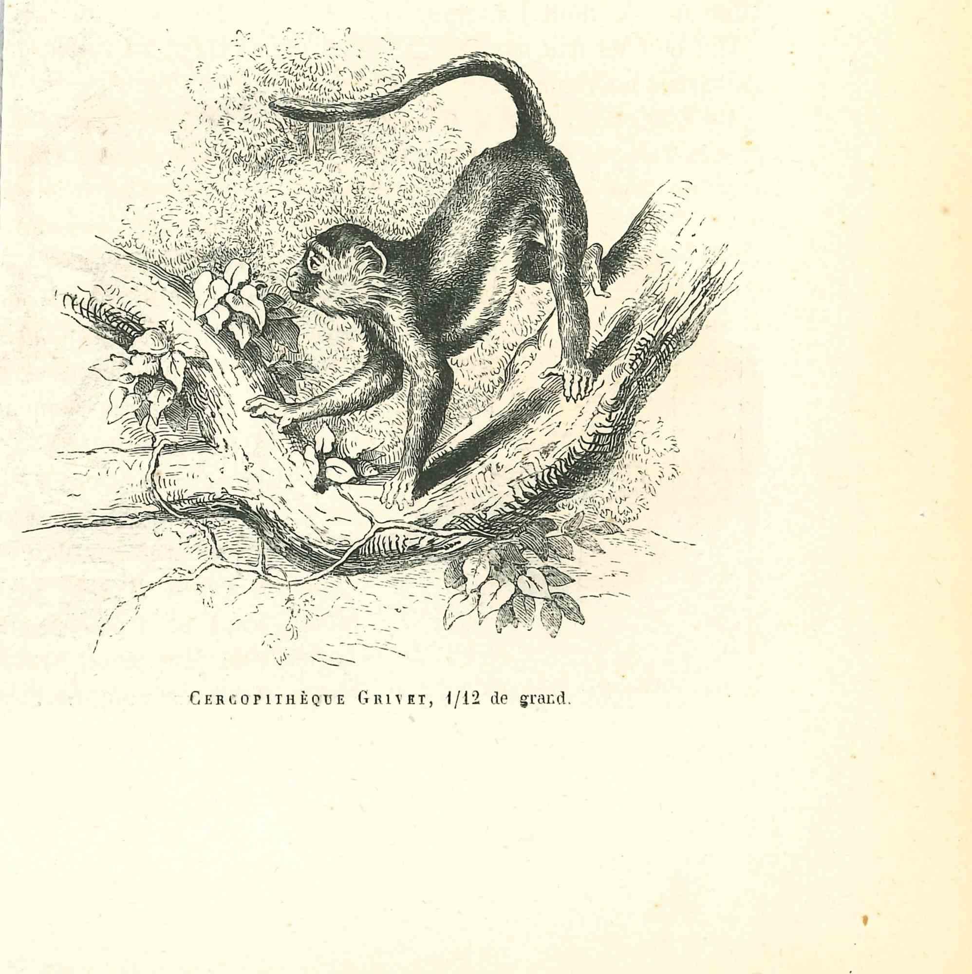 Le Singe est une lithographie originale sur papier couleur ivoire, réalisée par Paul Gervais (1816-1879). L'œuvre est tirée de la série "Les Trois Règnes de la Nature", et a été publiée en 1854.

Bonnes conditions.

Titré sur le bas. Avec les notes