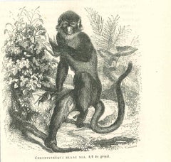 Antique The Monkey - Lithograph by Paul Gervais - 1854