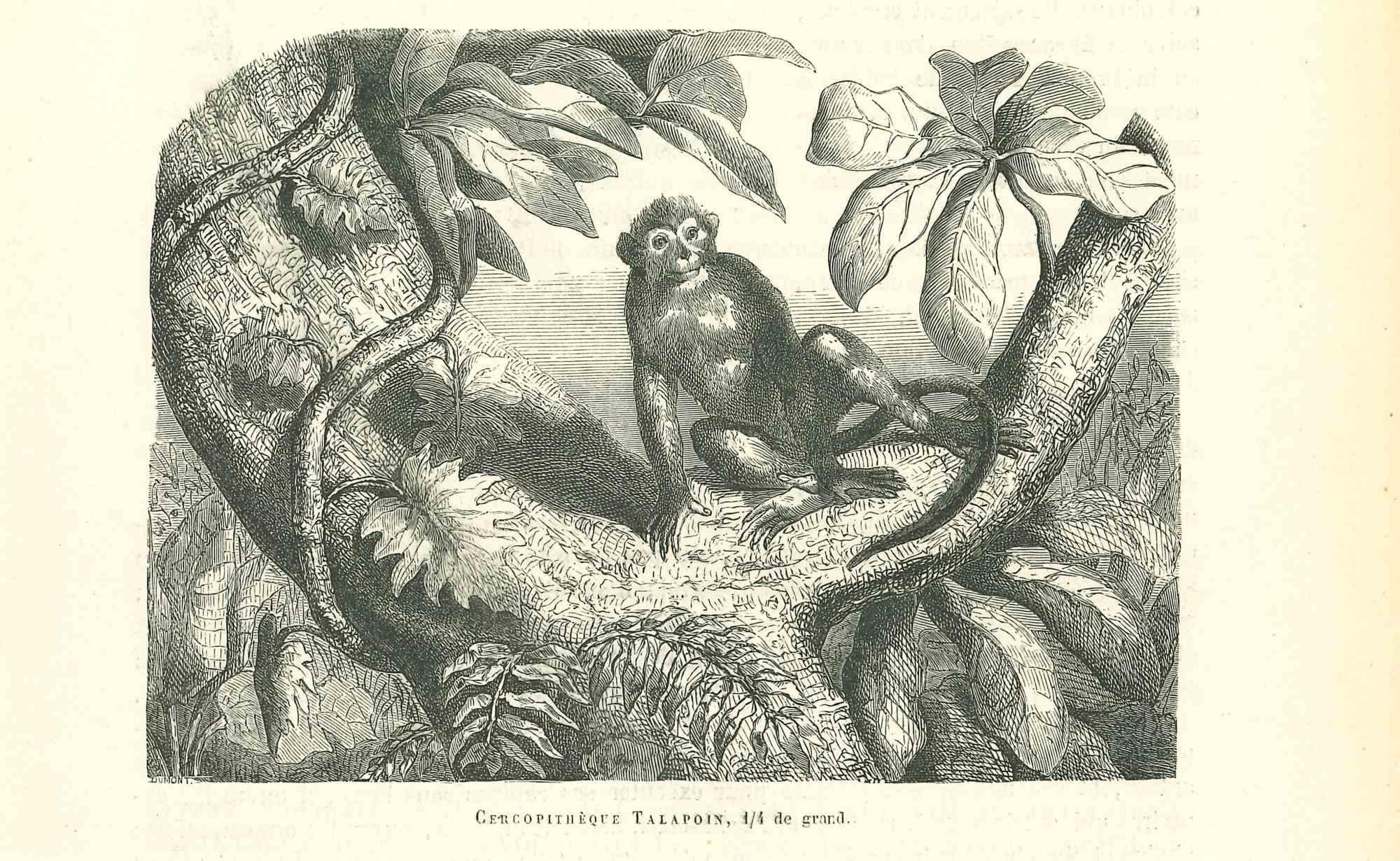 Paul Gervais  Animal Print – The Monkey – Lithographie von Paul Gervais, 1854
