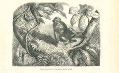 Antique The Monkey - Lithograph by Paul Gervais - 1854