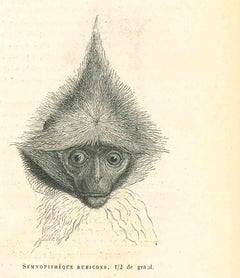 Antique The Monkey - Lithograph by Paul Gervais - 1854