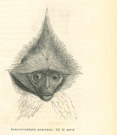 The Monkey – Lithographie von Paul Gervais, 1854