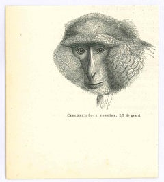 Le singe - Lithographie de Paul Gervais - 1854