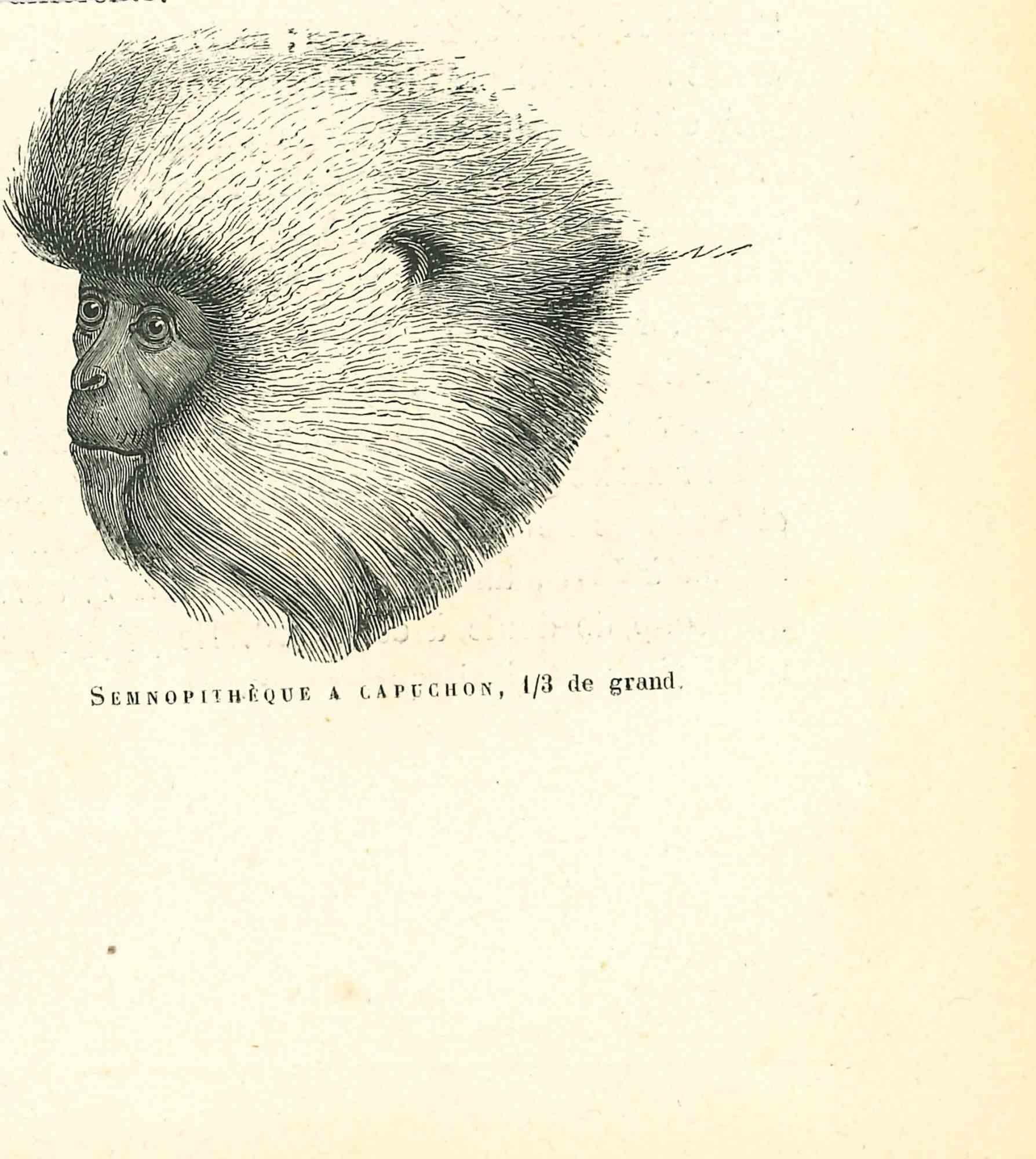 Paul Gervais  Figurative Print – The Monkey – Lithographie von Paul Gervais, 1854