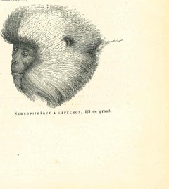 The Monkey – Lithographie von Paul Gervais, 1854