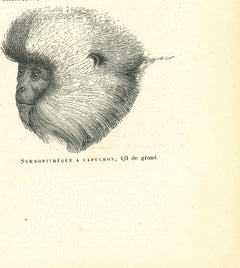 Antique The Monkey - Lithograph by Paul Gervais - 1854