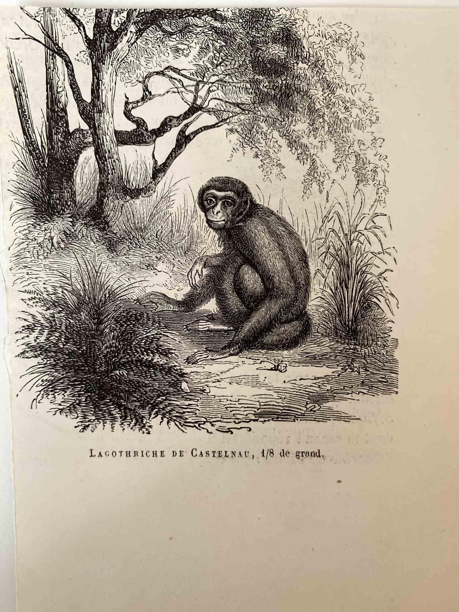 Le Singe est une lithographie originale sur papier couleur ivoire, réalisée par Paul Gervais (1816-1879). L'œuvre est tirée de la série "Les Trois Règnes de la Nature", et a été publiée en 1854.

Bonnes conditions.

Titré sur le bas. Avec les notes
